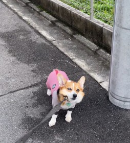 ���U���X�g���C�L����R�[�M�[�̂���Ȃ�g���R�h�Ƃ́H