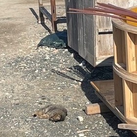 �u���g�s���̎q�L���������I�v���L���Z�L�̊�Ղ̉�