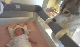 �Ԃ����Ə��ΖʁA�D�������Z�����Ԃ�𔭊������V�x���A���n�X�L�[�̎p��307����Đ��u�����炵���ɗ܂����ڂ�܂����v