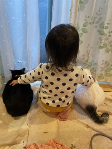 後ろ姿、尊い…コロナ隔離の四男坊・2歳に寄り添う”弟猫たち”に1.5万いいね　関係性は「悪友であり親友であり兄弟」