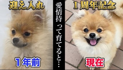 悲しげな目…売れ残りのポメラニアン、1年で衝撃の変化を遂げた「鬱陶しいと言われるくらいの愛情を注いでいく」
