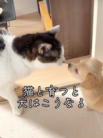 おじいちゃん猫達にかまってほしくて“猫パンチ”するチワックス