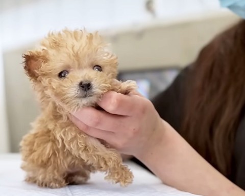 生後3ヵ月トイプー、初めてのトリミングで“ぬいぐるみ化”した姿に8478万再生「可愛すぎて呼吸忘れる」