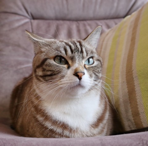 「猫ミーム」、もはや自己顕示欲を満たすだけのツールに？　加速度を増すネットミームの消費期限