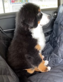 �������Ȃ��ӂ肷��o�[�j�[�Y�}�E���e����513���Đ�