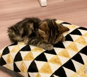 �q�L�́g���߂�Q�h�ɖ��A�V�є��ăp�^�b�u�o��؂�O�ɗ͐s�����q���킢�����v