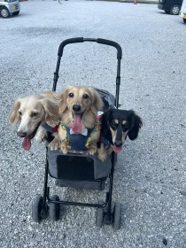 �o�M�[�ł��킢���҂��Ă����͂����c�����傳��̎s�����葱�����ɋN�����ٕςɔ��΁u�v�����g���Ǝv�����v