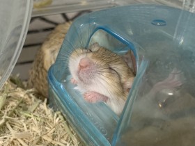 �����x�n���p�Ȃ��c�Ԃ����}�E�X�́g�Ղ��Ղ��ق��؁h