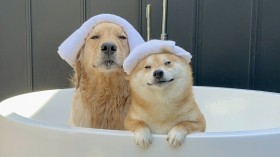 �����C��肾�����͂��c�������̏Ռ��̓����p�ɔ����u����͂ƂƂ̂��Ă�I�v