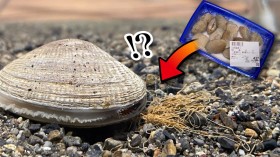 スーパーで買ったアサリを飼育したら…大量に“何か”を吐き出す姿にSNS衝撃