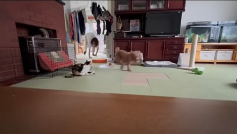 動物たちがドン引き…ペットカメラに映った“母の奇行”に1381万再生「旦那や息子2人にバレないかヒヤヒヤ」