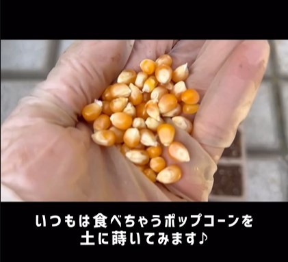 スーパーで買ったポップコーンを植えてみたら…驚きの結末に378万再生