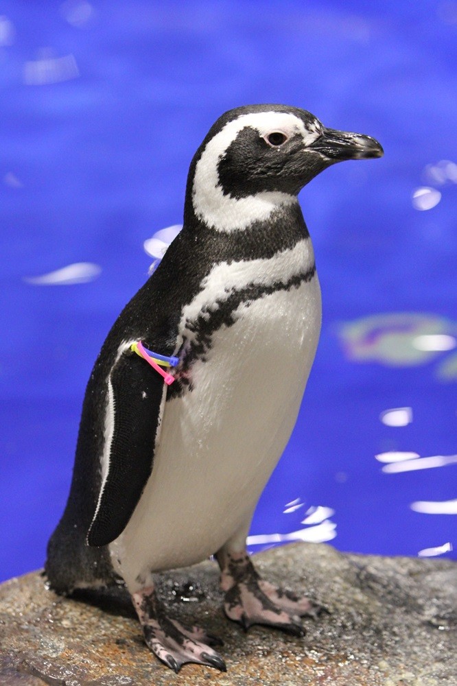 かつては“禁断の恋”もあったが今年はほっこり？ ペンギンたちの個性が