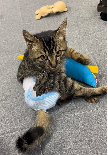 のりねこ様 お直し のりねこ様 お直し