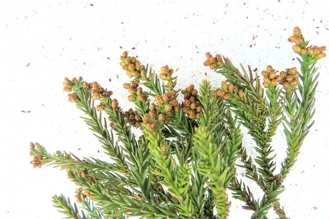 2025�N�̃X�M�ԕ��A�����炢�܂ŁH