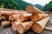 �y�쑺�s���Y�z�u�ԕ��ǂ��낶��Ȃ��I�v���{�̐X����Ȃ��A�g�E�b�h�V���b�N�h�Œ��ڂ��ς�����H �r�p�����X�тɖ��Ԋ�Ƃ�����