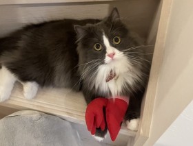 �y2025�N�Łz�L�������I�L���b�`�E�~�[�E�C�t�E���[�E�L�����ȂǁA�ЂƂ�V�тɂ��œK�ȍŐV�������߂�������5�I