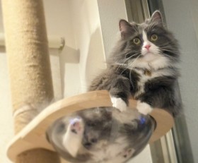 �����傳��̊Ď����A�V�т��A���났���c�c�L����낱�ԃL���b�g�^���[�l�C���������߂��Љ�