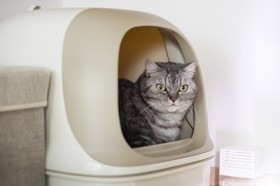 �L�g�C���v���I�����o�����L�̃X�g���X�t���[�c�b��̎����g�C����O���r