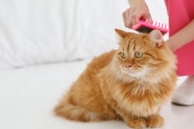 ���ъ����������o��A�������ߔL�u���V6�I�@�悭���違�C���������P�A�A�C�e���̑I�ѕ��́H