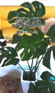 CeAO[ƂĐlC̃XeI@ʐ^@bloomingscape