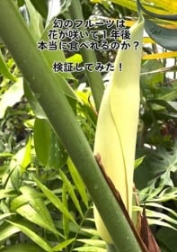 あの観葉植物に実が？ “幻のフルーツ”の正体にSNS驚愕「破壊力抜群の姿」「食べられるなんて…」