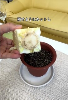 Lxc̐cc悤ɃJbgcʐ^@bloomingscape