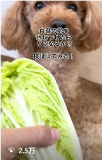 ʐ^@bloomingscape