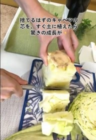 捨てるはずのキャベツの芯を育ててみたら…16日後の大変身に265万再生「知らなかった！」「これは必見」