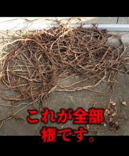 y@NƁA͂ȂƂɁcI摜@oniwasoji
