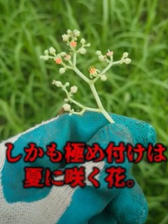 n`񂹂uuKVv̉ԁB摜@oniwasoji