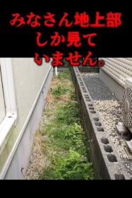 「庭に生えたら終了」最恐すぎる雑草の生態に650万再生「土の下…ヤバイ！」
