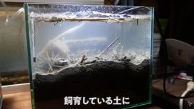 ヤバイ「土」を飼育したら…白い生物の出現にSNS衝撃「妖精？と思ったら…」