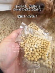 スーパーの乾燥大豆を本気で育てたら…8日後の大収穫にSNS感動「おぉぉ！」