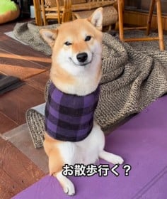 生まれつき両前脚のない柴犬、お散歩前に大興奮する愛くるしい姿に980万回再生「全身で表現してて可愛い」「しっぽが行くって言ってる」