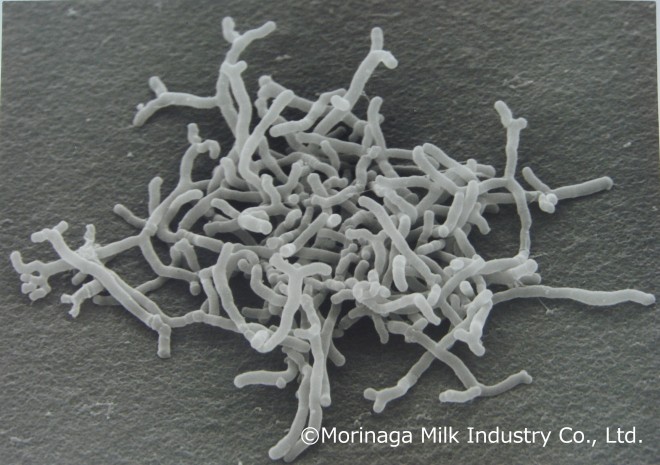 ��\�I�ȃr�t�B�Y�X�ۂ̉摜�@�ʐ^�񋟁F�X�i����