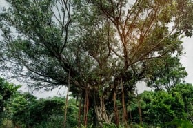 映画『木の上の軍隊』ロケ地を訪ねて　沖縄・伊江島の記憶をたどる旅