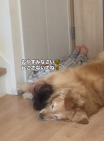 4歳児＆ゴールデンの添い寝、幸せなモーニングルーティンが反則級の可愛さ「最高級の腕枕と抱き枕」「シンデレラフィット」
