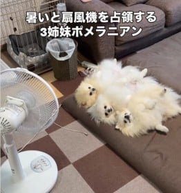 ヘソ天で扇風機を独占するポメラニアンの三姉妹が可愛すぎる「癒しの光景」「どっしり構えてて貫禄充分」
