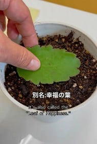 “葉っぱ”を植木鉢で育ててみたら…予想外の成長に「なんじゃこりゃー！」「生命力すさまじい…」