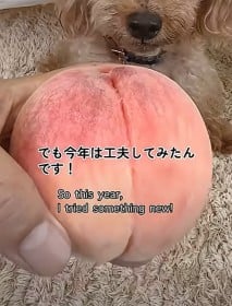 食べた後の「桃の種」家でも育つ？７ヵ月間の検証動画に「努力がすごい…」