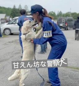 警察犬なのに緊張感まるでなし？ 競技前にくつろぐ甘えん坊ワンコに245万回再生「ギャップがすごい！」「いざという時のためにリラックス」