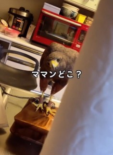 Ƃł̓}}̌ĉL[i摜@second.peace.0707j
