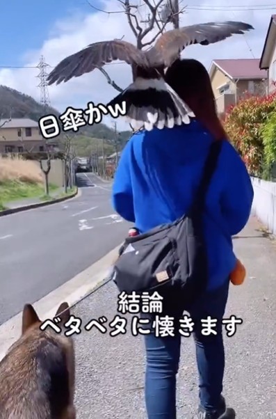 二羽の小鳥 3b68bbf3b7f5c5bf7c4694c06b5858