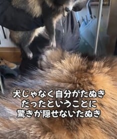 犬とともに育ったタヌキ、鏡に写った姿をみて愕然…「納得いかない表情ｗ」