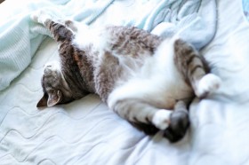 �u����͏�����c�I�v�Ă̏����΍�ɖ𗧂g�Ђ���y�b�g�O�b�Y�h��������10�I�y���E�L���p����z