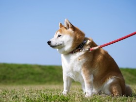 �j�I�C���S�~���X�}�[�g�ɉ����I�Ă̂��ł����ɖ𗧂y�b�g�p�q���O�b�Y10�I