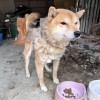 保護当初は散歩もままならず…約5年間飼育放棄された柴犬が見せた笑顔「人を信じることを諦めなかったこの子に感謝」