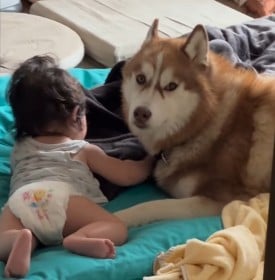 生後6ヵ月赤ちゃんの子守りをするハスキー犬に660万回再生「頼もしい家族ですね」「お姉ちゃんしていて偉い」