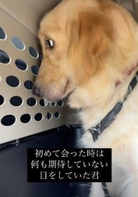 感情を失った“繁殖引退犬”を保護して１ヵ月後…激変した姿に1093万再生「涙が止まりません」